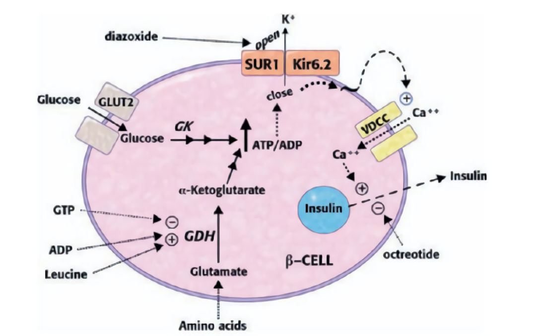 磺酰脲类降糖药的不良反应,口服降糖药磺脲类的适应症