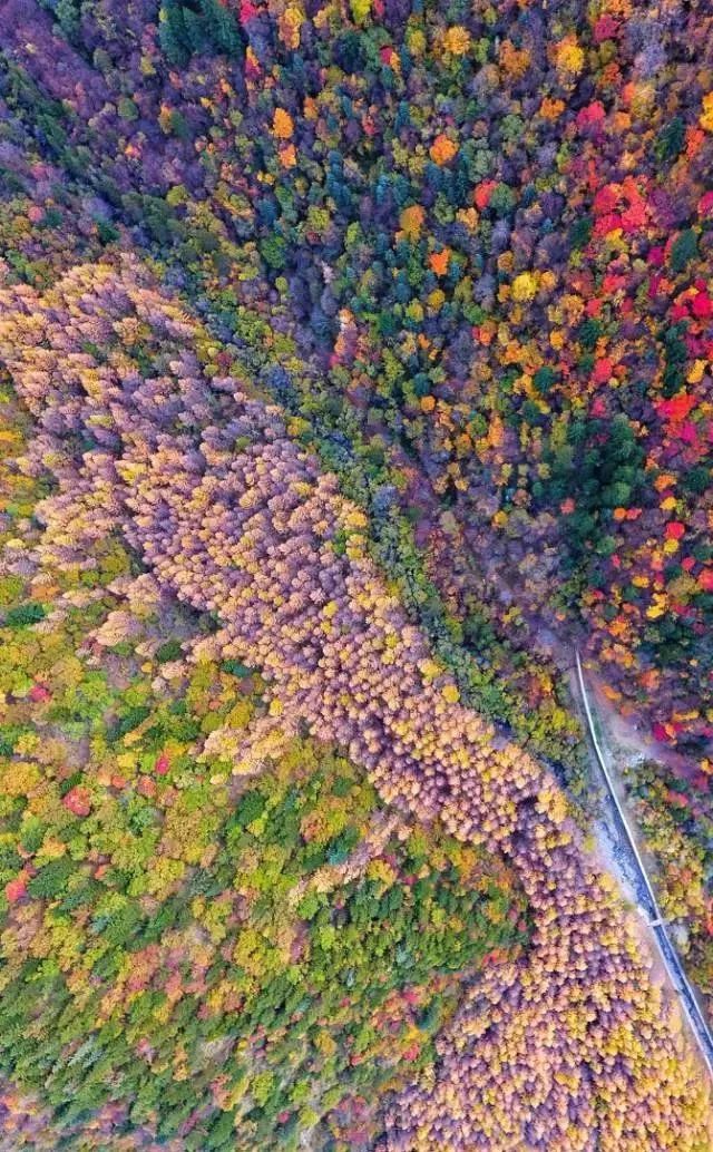 最美川西看彩林推荐地,美哭了这才是虹口秋天最美的地方