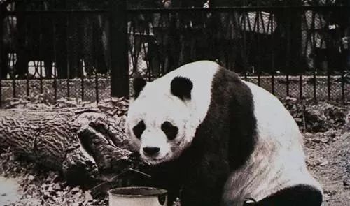 封王之路简介,大熊猫成为国宝的两个原因