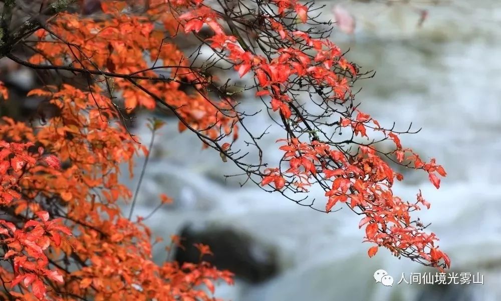 最美川西看彩林推荐地,美哭了这才是虹口秋天最美的地方