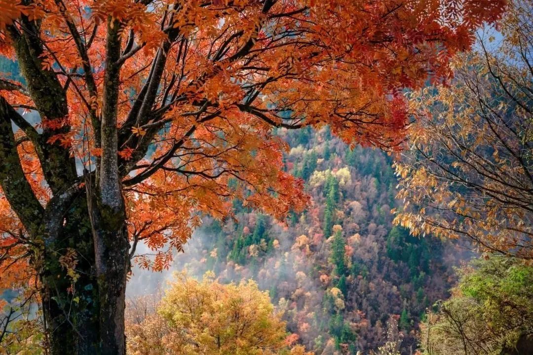 最美川西看彩林推荐地,美哭了这才是虹口秋天最美的地方