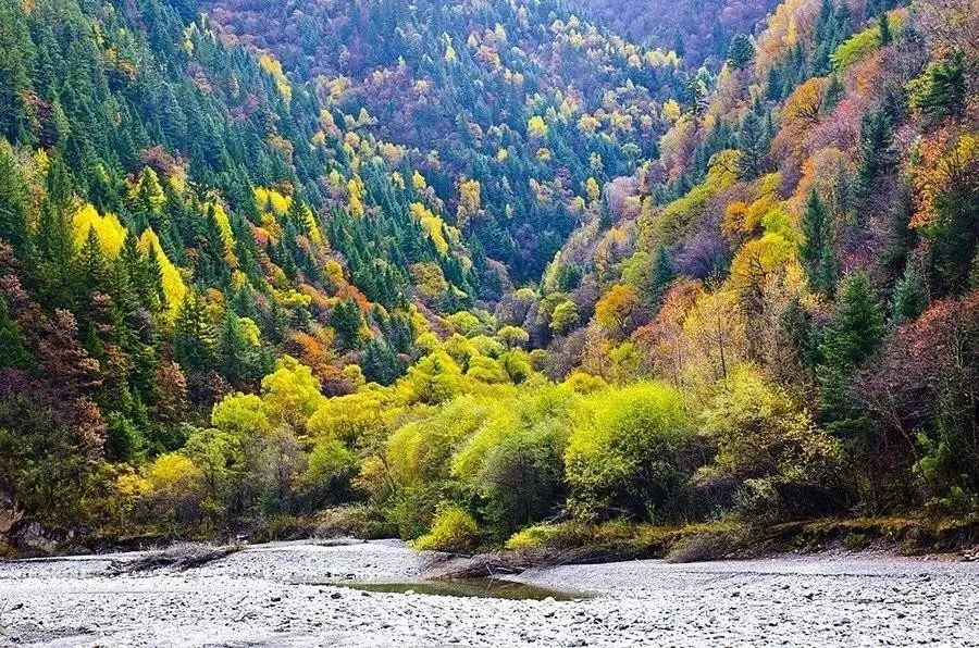 最美川西看彩林推荐地,美哭了这才是虹口秋天最美的地方