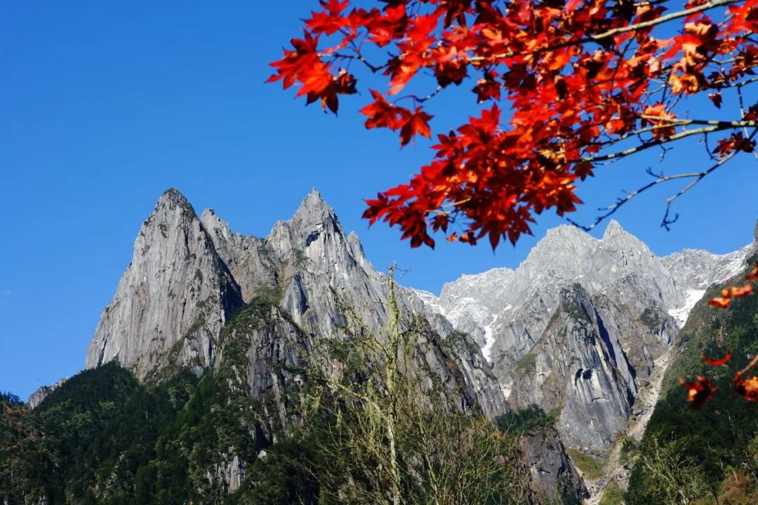最美川西看彩林推荐地,美哭了这才是虹口秋天最美的地方