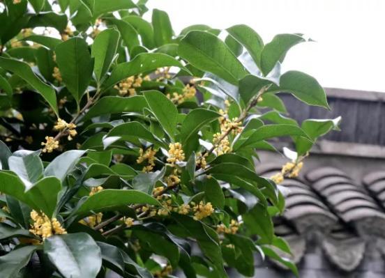 桂花开了到处弥漫着迷人的香味,桂花开了朗读