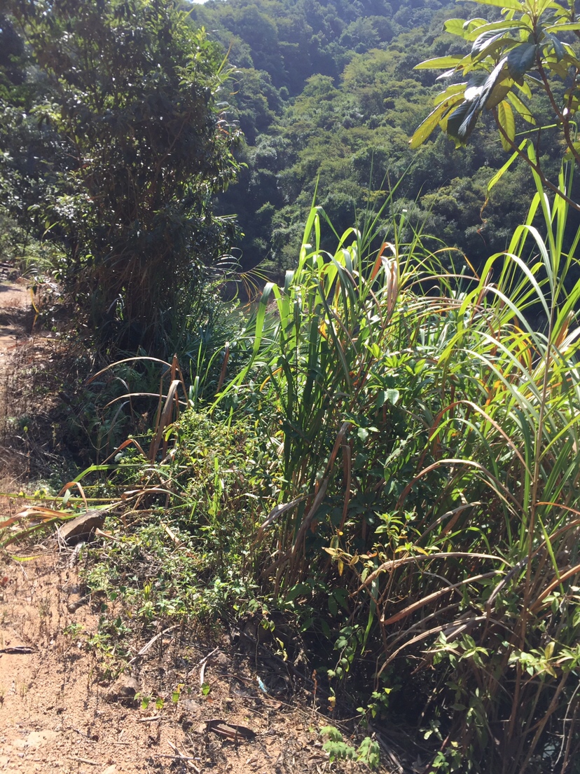 黑鱼吃东西咬得深怎么取钩,捕捉黑鱼最简单方法