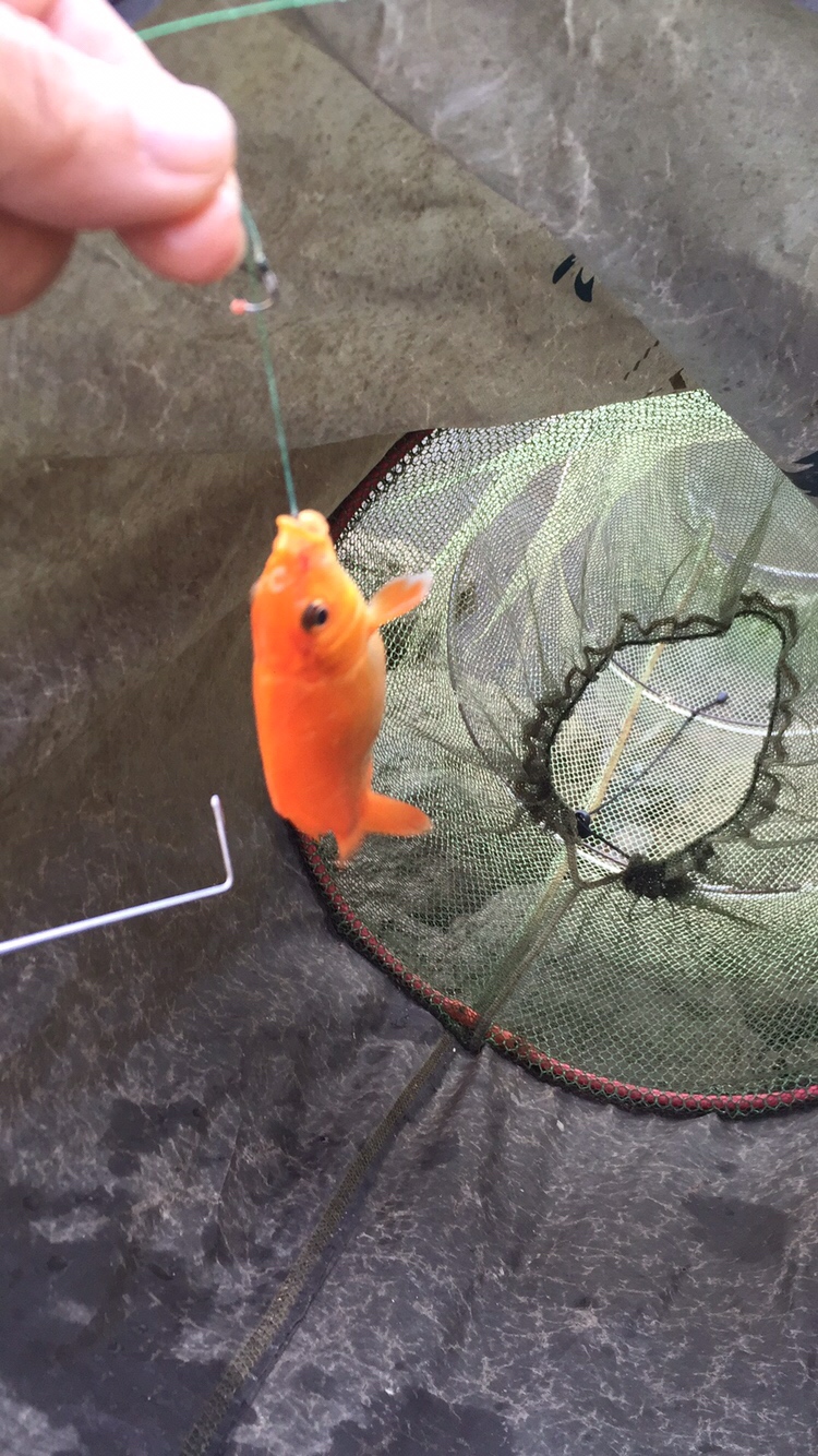 黑鱼吃东西咬得深怎么取钩,捕捉黑鱼最简单方法