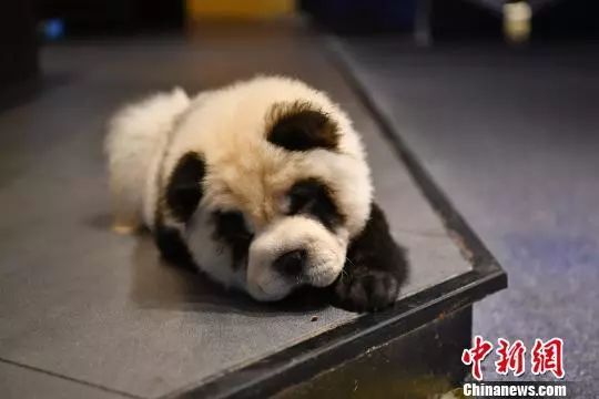 熊猫为什么会染上松狮犬,松狮犬染熊猫色让熊猫看