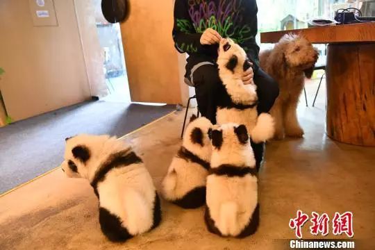 熊猫为什么会染上松狮犬,松狮犬染熊猫色让熊猫看