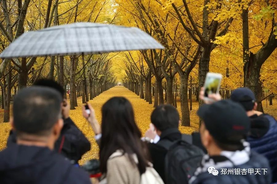 银杏丰收，邳州这个批发市场里忙得不亦乐乎
