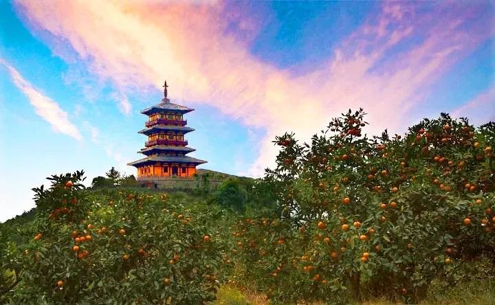 浙江哪里的橘子很有名,浙江最好的橘子
