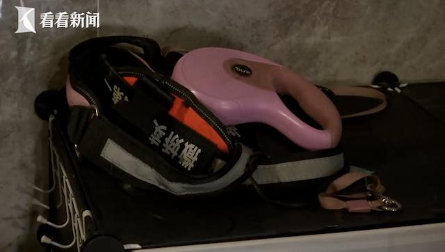 不速之客萨摩耶跑到邻居家,萨摩耶犬冲陌生人叫