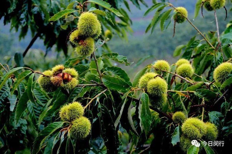 秋季大量上市的这个美食，怎样的才最好吃？