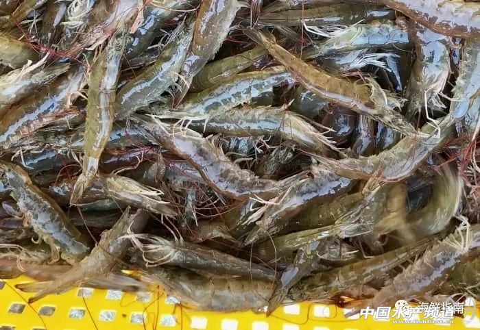 中国成国际白虾厂商必争之地！目前至春节，预计白虾还将存在严重供货缺口