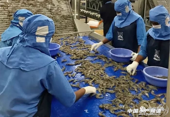 中国成国际白虾厂商必争之地！目前至春节，预计白虾还将存在严重供货缺口
