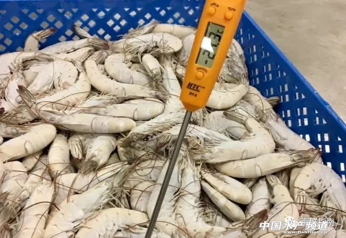 中国成国际白虾厂商必争之地！目前至春节，预计白虾还将存在严重供货缺口