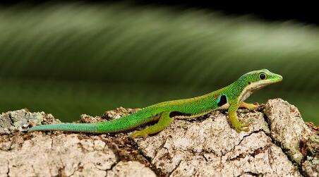 壁虎咬壁虎怎么回事,为什么壁虎咬人有毒