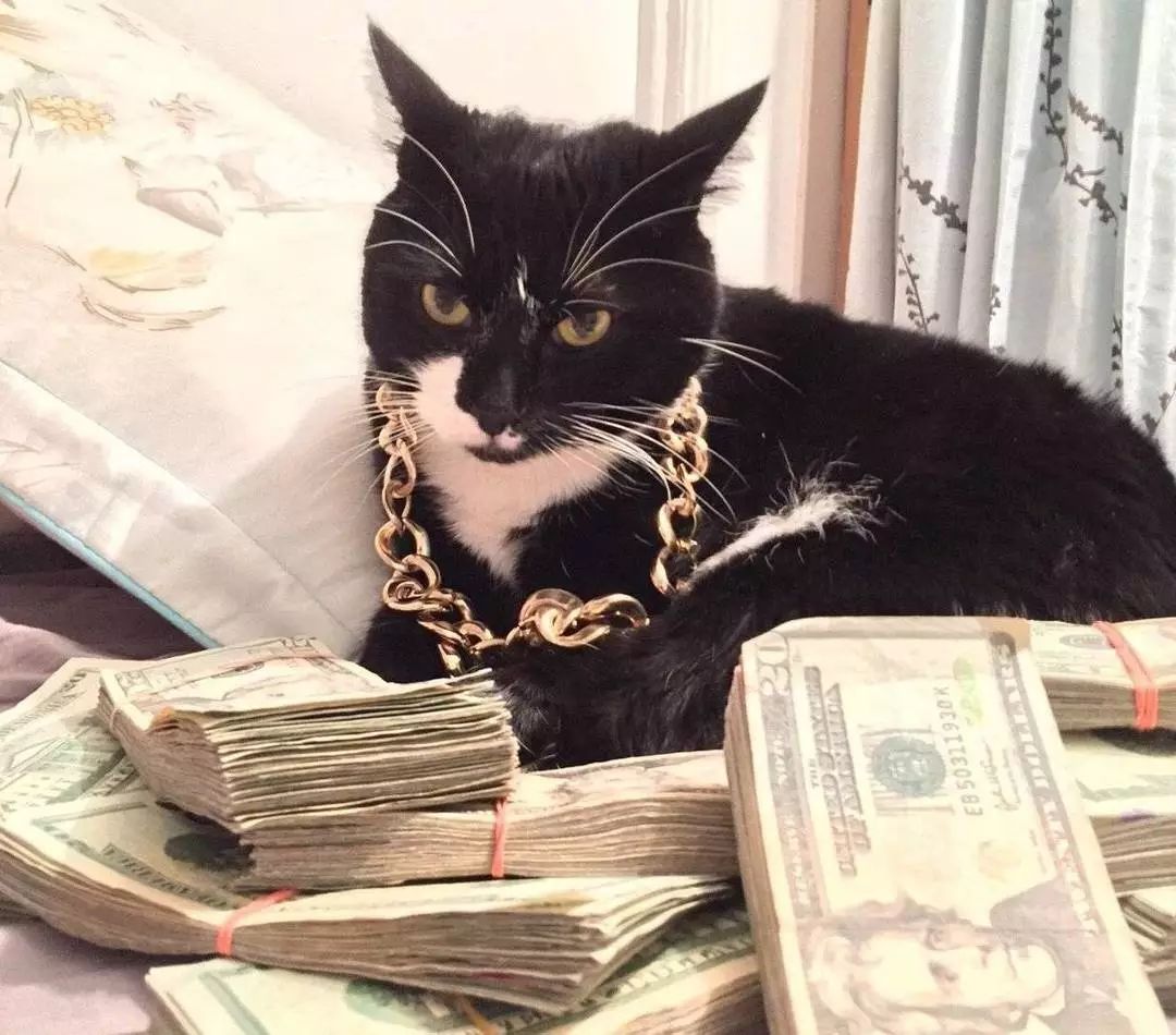 宠物大比拼螃蟹,宠物种类大比拼