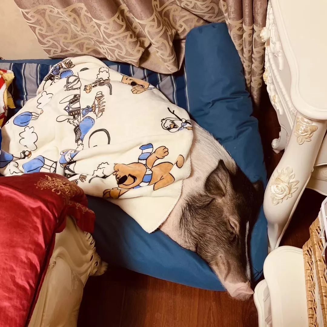 宠物大比拼螃蟹,宠物种类大比拼