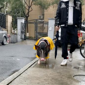 宠物大比拼螃蟹,宠物种类大比拼