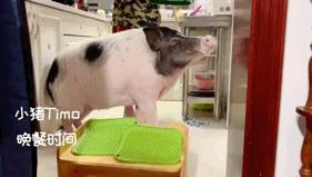 宠物大比拼螃蟹,宠物种类大比拼