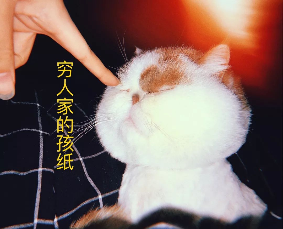 宠物大比拼螃蟹,宠物种类大比拼