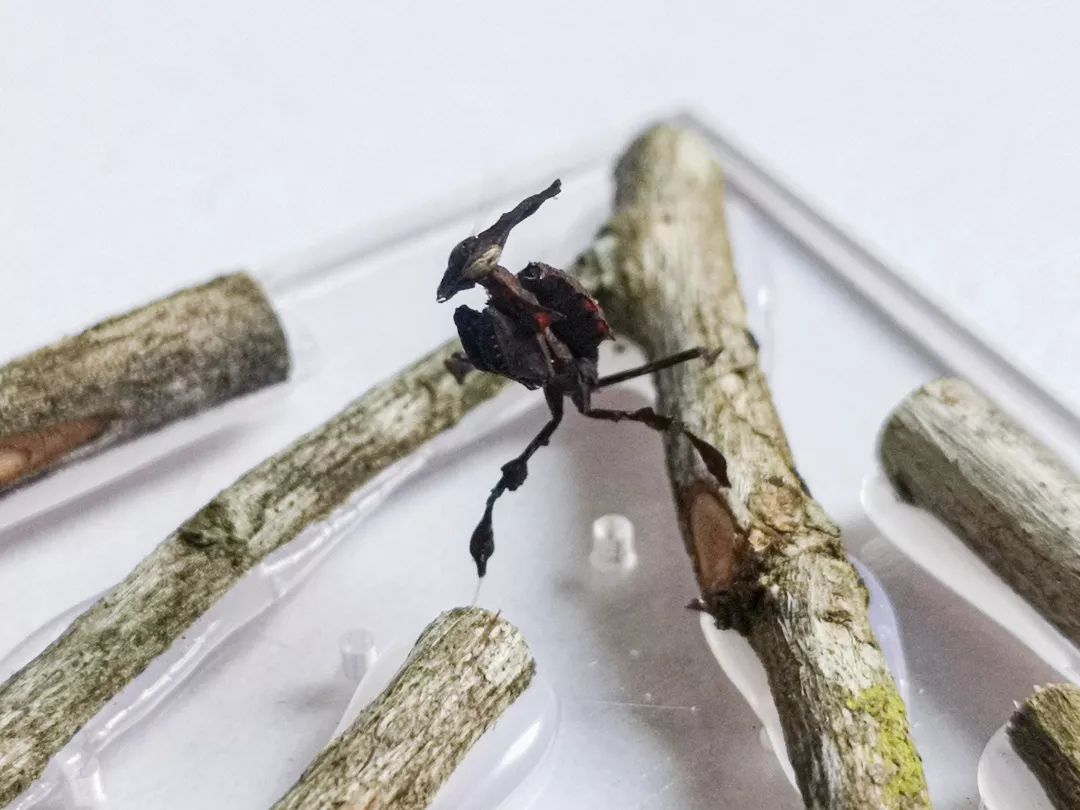 宠物大比拼螃蟹,宠物种类大比拼