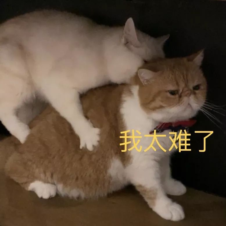 宠物大比拼螃蟹,宠物种类大比拼