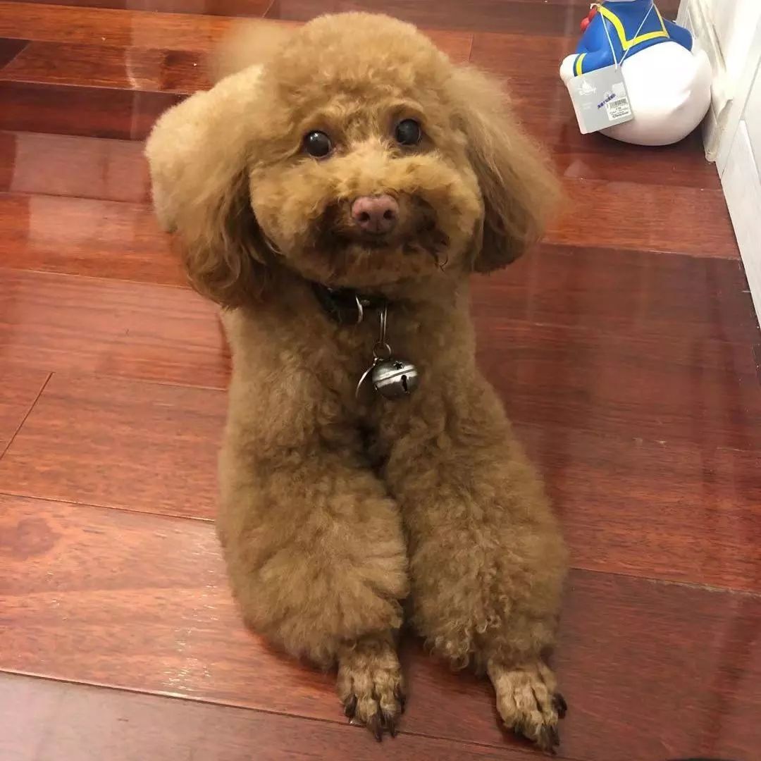 宠物大比拼螃蟹,宠物种类大比拼