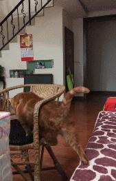 什么猫一看就特别狠,什么猫像假猫