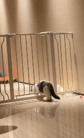 什么猫一看就特别狠,什么猫像假猫