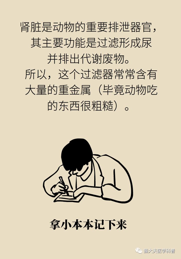 肾虚健康常识,医生科普肾虚