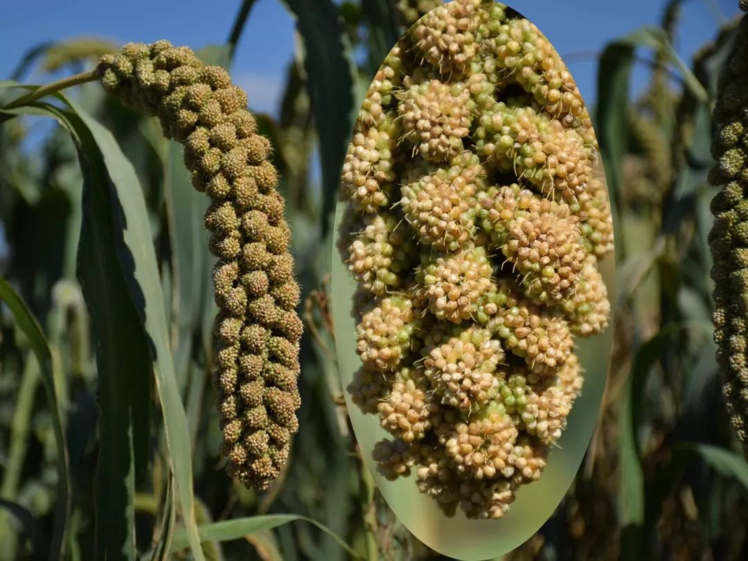 什么样的小米煮粥好喝,米脂小米五谷杂粮粥