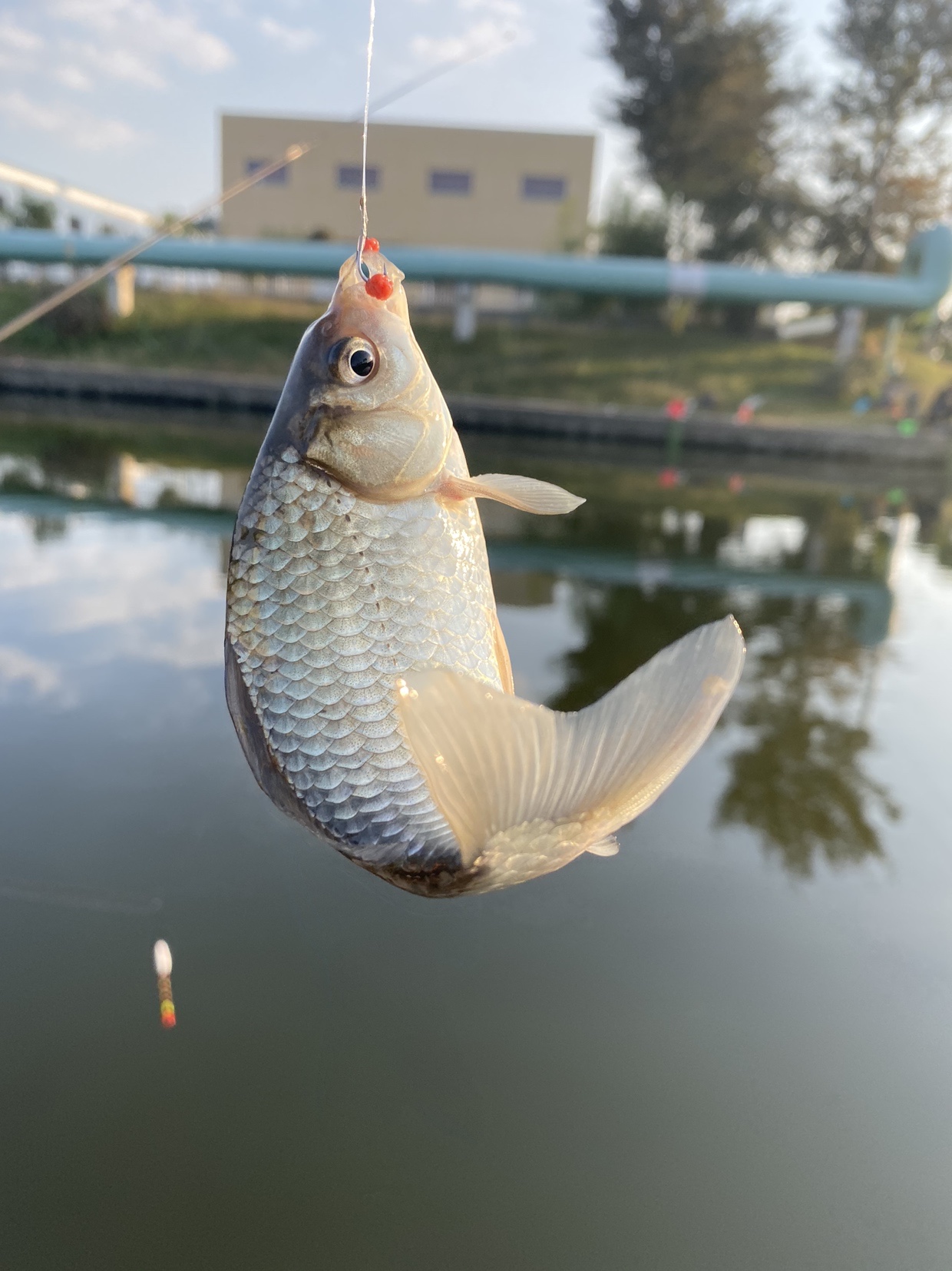 窝里鱼有泡但不开口怎么办,窝里有鱼没口什么原因