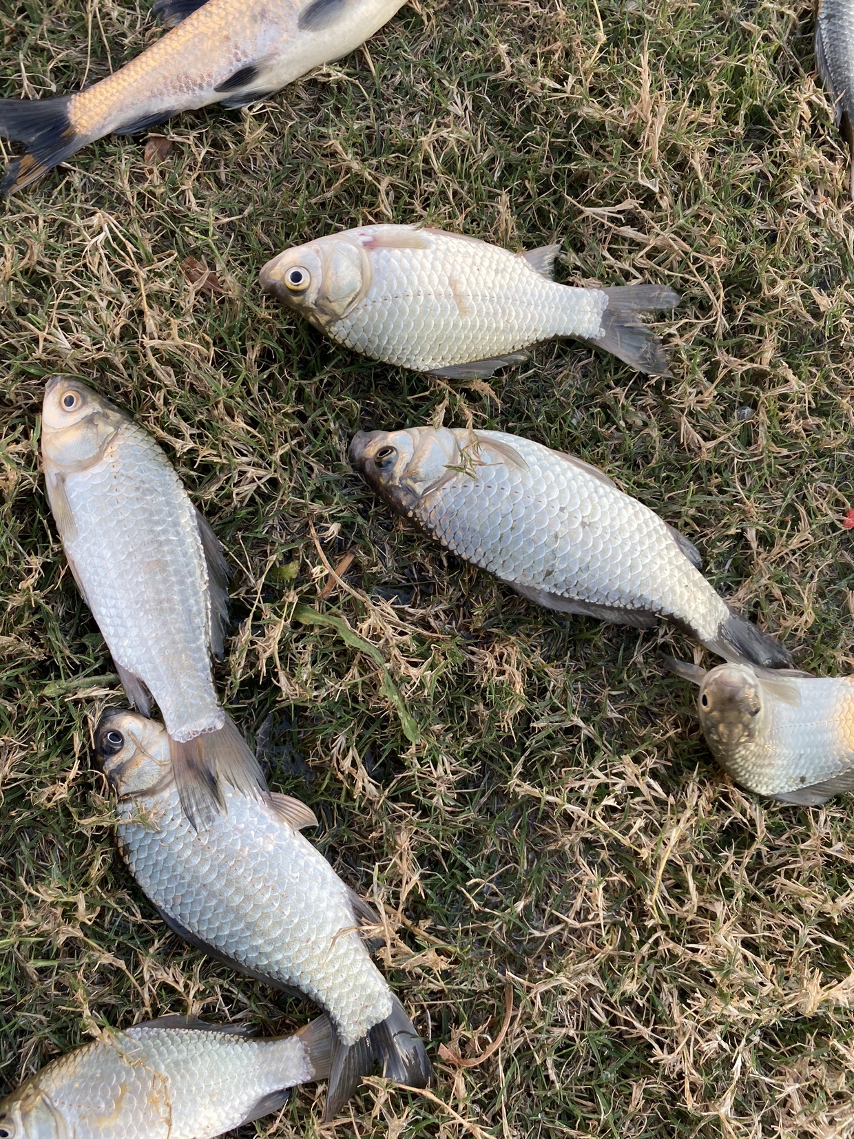 窝里鱼有泡但不开口怎么办,窝里有鱼没口什么原因