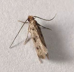 比蟑螂还恶心的的小虫子，专啃衣服，赶紧看看你家有没有！