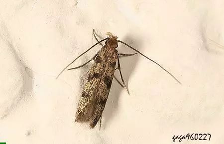 比蟑螂还恶心的的小虫子，专啃衣服，赶紧看看你家有没有！