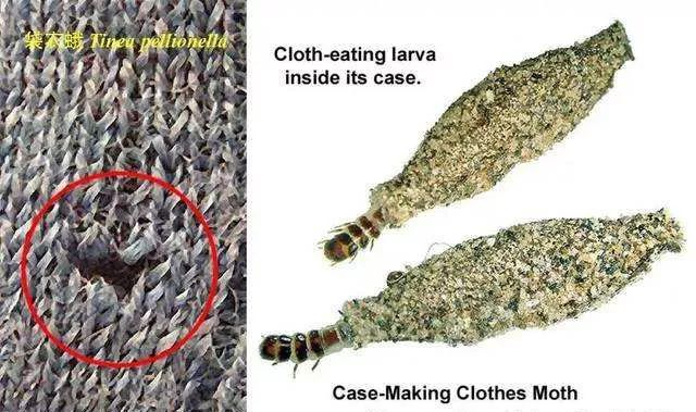 比蟑螂还恶心的的小虫子，专啃衣服，赶紧看看你家有没有！