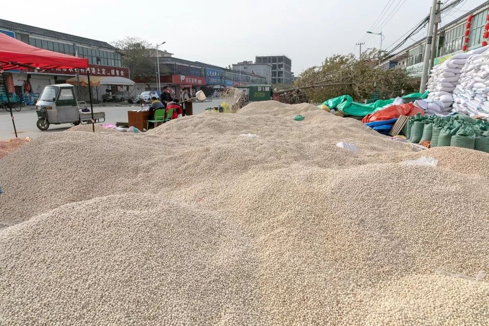 银杏丰收，邳州这个批发市场里忙得不亦乐乎