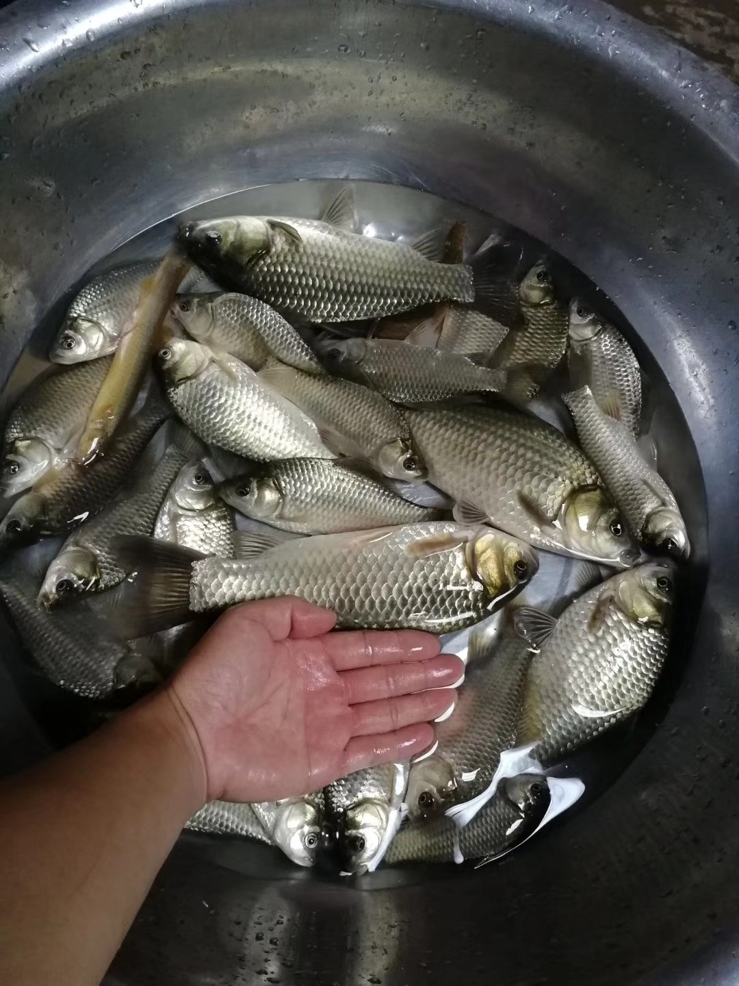 红虫有毒吗？用红虫挂饵应该关注什么？