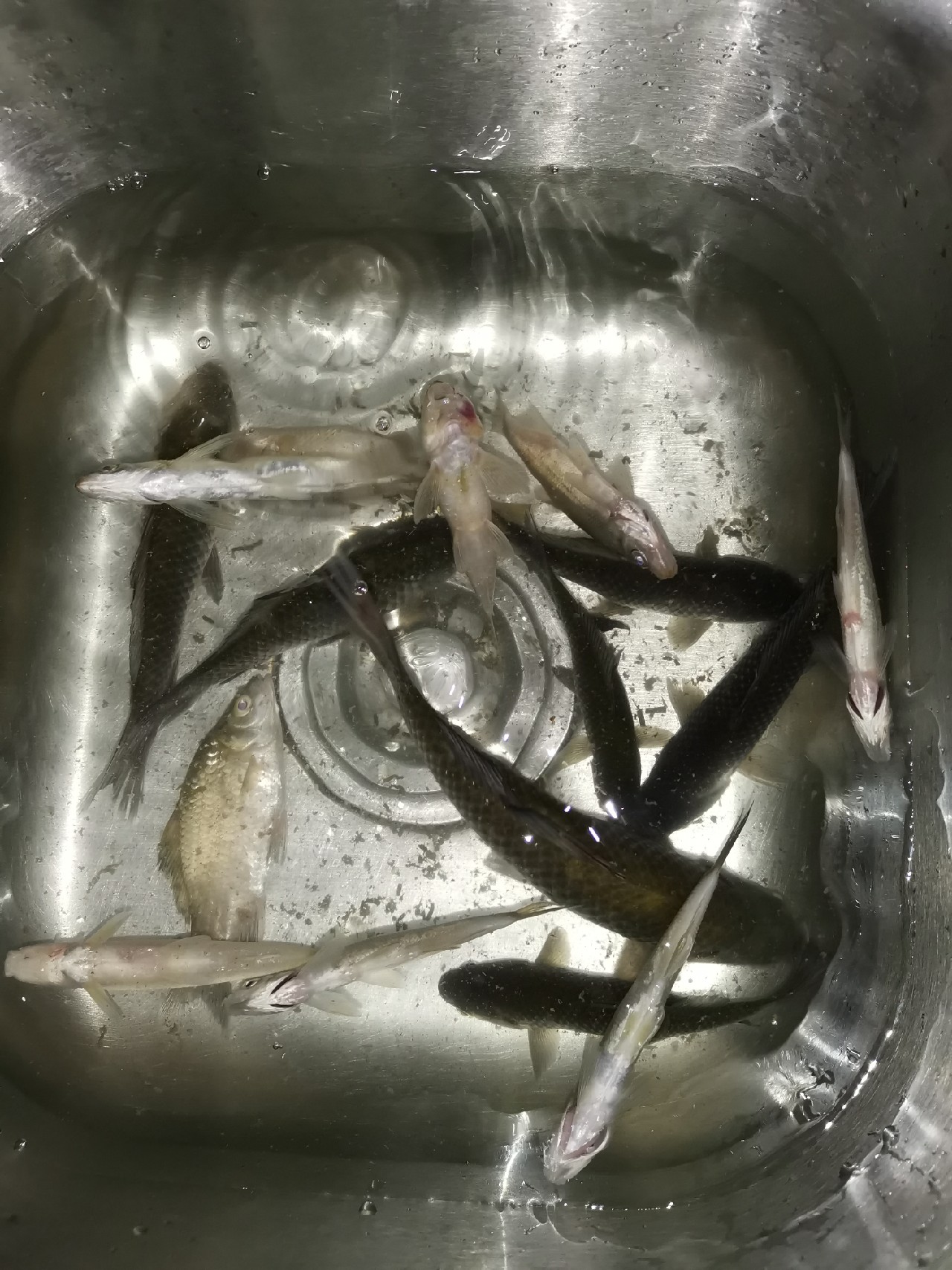 红虫有毒吗？用红虫挂饵应该关注什么？