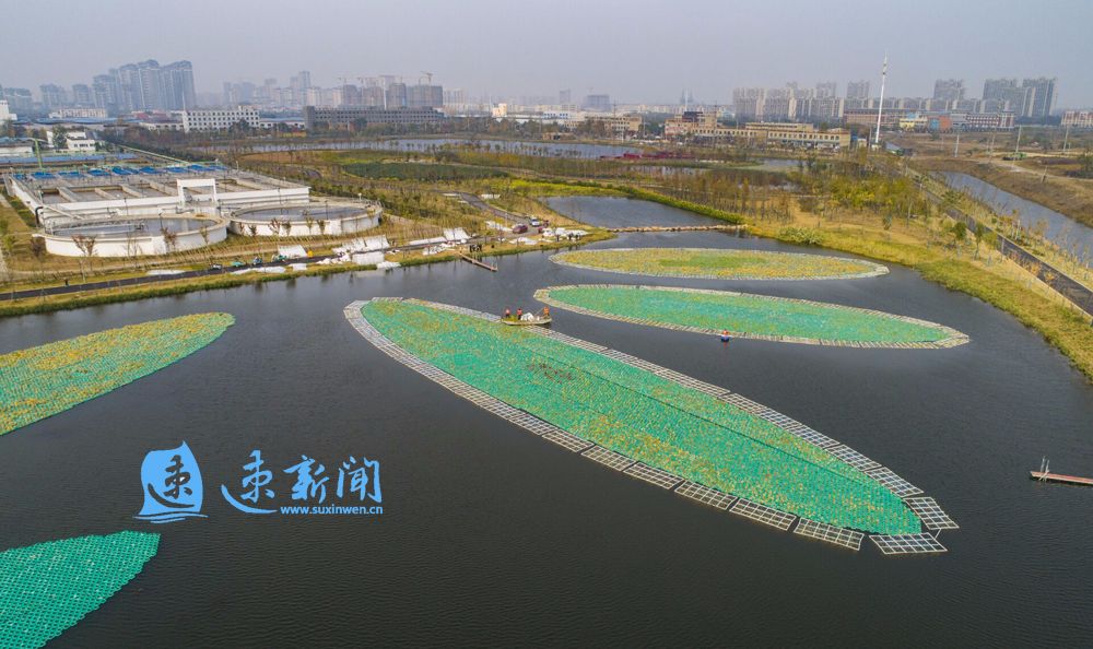 青浦水生植物养护措施,野塘净化水质水生植物