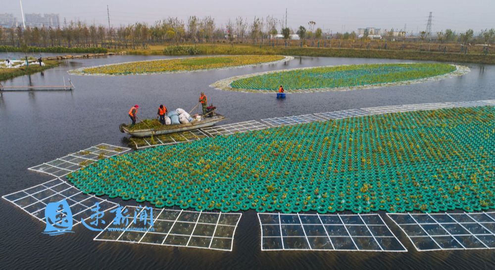青浦水生植物养护措施,野塘净化水质水生植物
