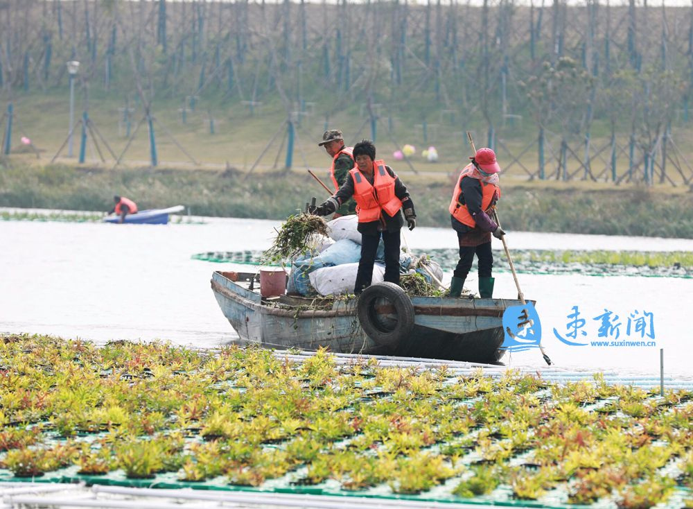 青浦水生植物养护措施,野塘净化水质水生植物