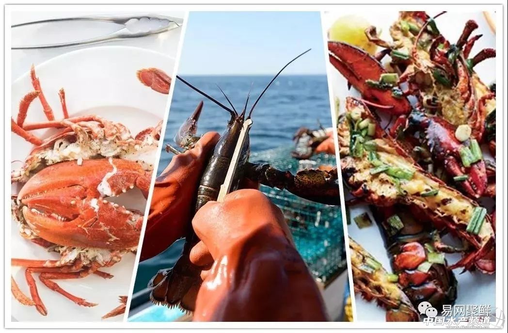 大数据分析中国海产消费者需求