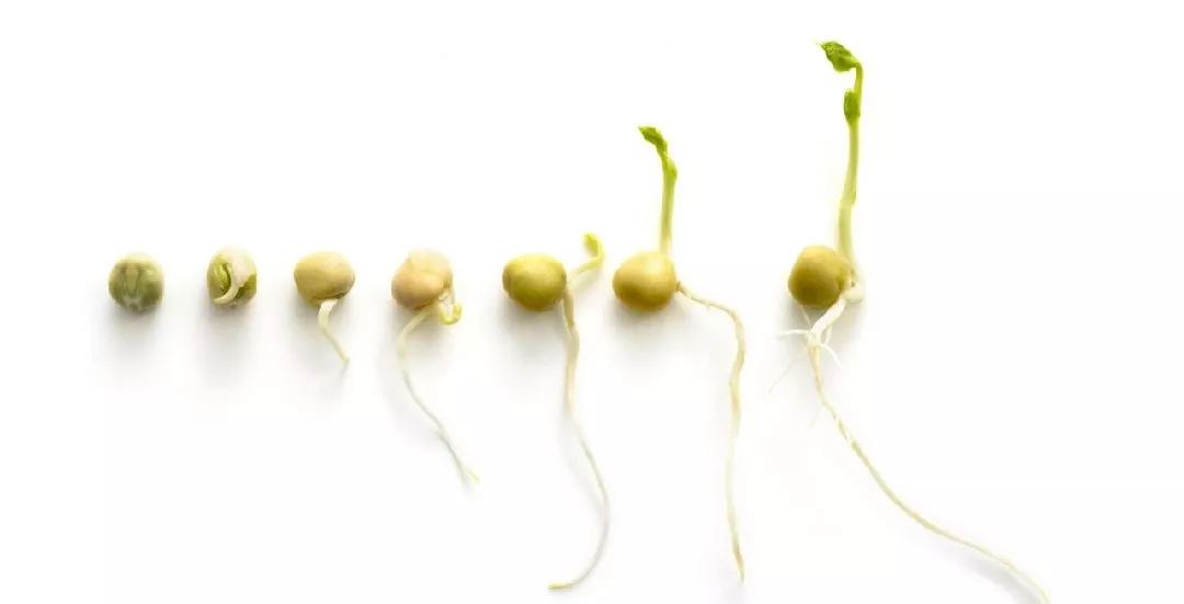 那些发芽的食物还能吃吗,发芽的食物不能吃一文告诉你真相