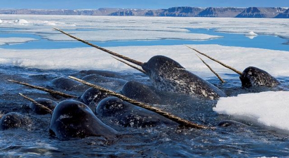 这些奇特生物你们见过吗,这些神奇的生物你都见过么