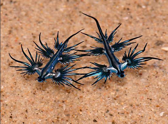 这些奇特生物你们见过吗,这些神奇的生物你都见过么