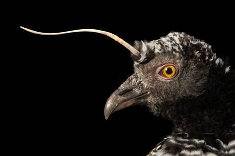 这些奇特生物你们见过吗,这些神奇的生物你都见过么