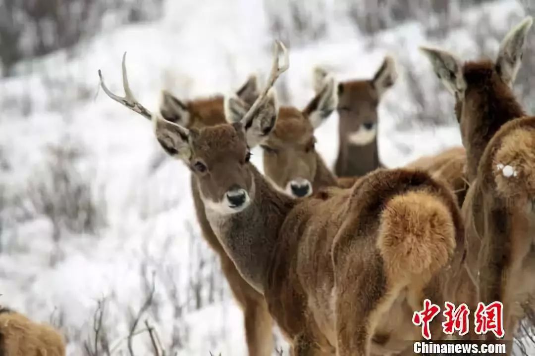 青海属不属于高原,青海有多不起眼