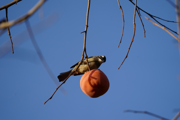 索尼a99ii现在怎样,越用越快的手机排行榜